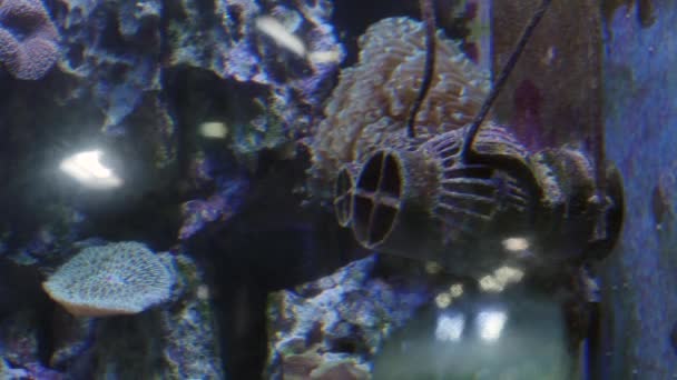 School of Fish in Oceanarium, Deep Underwater World Panoramic View — стокове відео