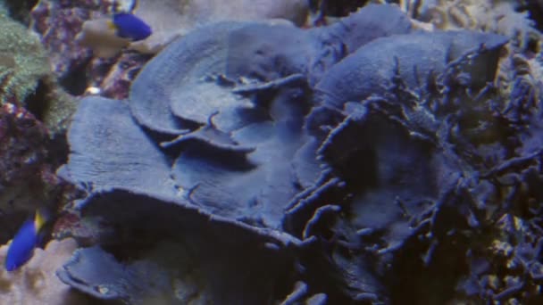 Grupo de peces nadando en un acuario. Una escuela de habitantes en el oceanario. — Vídeos de Stock