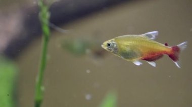 Akvaryumda yüzen bir grup balık. Okyanusta yaşayan bir okul..