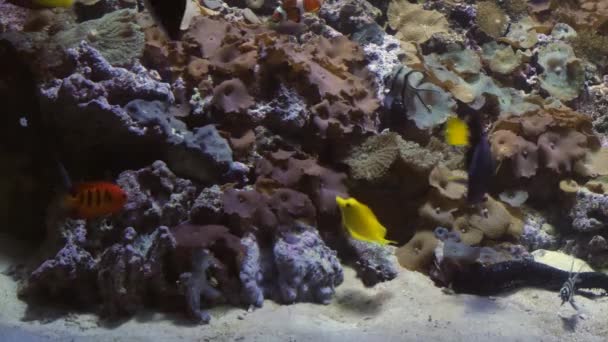 Группа рыб плавает в аквариуме. Школа обитателей океанариума. — стоковое видео