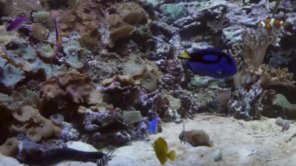 En grupp fiskar simmar i ett akvarium. En skola av invånare i oceanarium. — Stockvideo