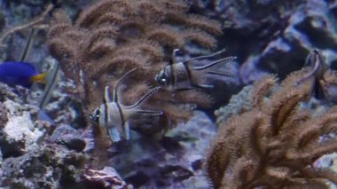 Akvaryumda yüzen bir grup balık. Sudaki balıklar. Okyanusta yaşayan bir okul..