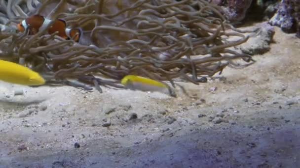 Grupo de peces nadando en un acuario. Una escuela de habitantes en el oceanario. — Vídeos de Stock