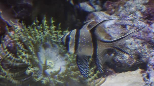 School of Fish in Oceanarium, Deep Underwater World Panoramic View — Stock video