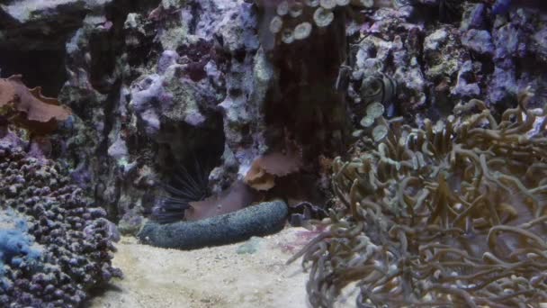 Group of fishes swimming in an aquarium. A school of inhabitants in oceanarium. — Stock Video