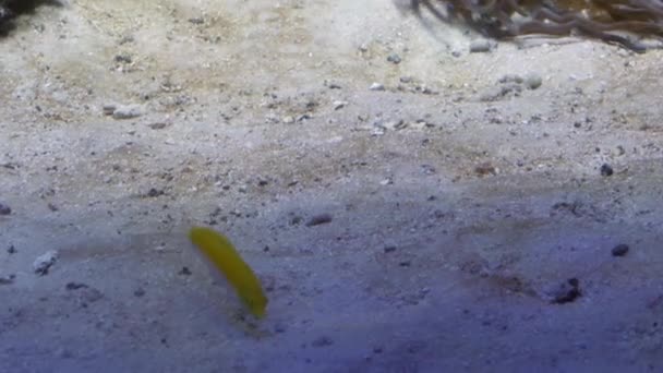 Eine Gruppe Fische schwimmt in einem Aquarium. Eine Schule von Bewohnern im Ozeanarium. — Stockvideo