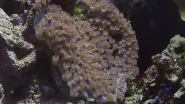 Grupo de peces nadando en un acuario. Una escuela de habitantes en el oceanario. — Vídeo de stock