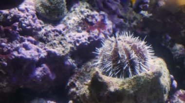 Akvaryumda yüzen bir grup balık. Sudaki balıklar. Okyanusta yaşayan bir okul..