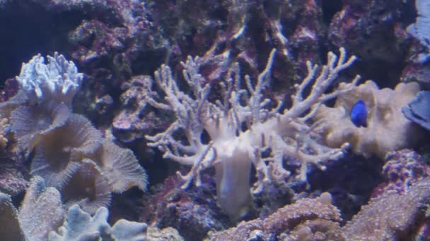 Groep vissen die zwemmen in een aquarium. Vis in het water. Een school van inwoners in oceanarium. — Stockvideo