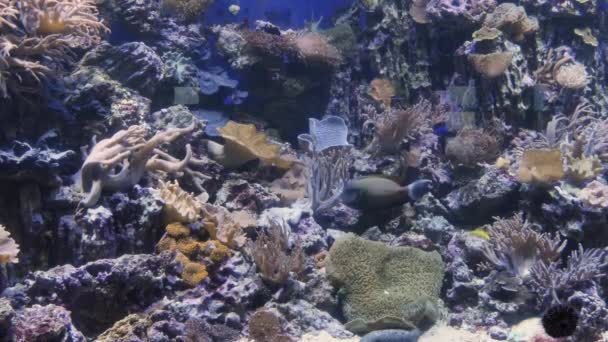 Grupo de peces nadando en un acuario. Peces en el agua. Una escuela de habitantes en el oceanario. — Vídeo de stock