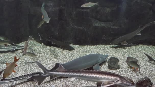 Grupo de peces nadando en un acuario. Una escuela de habitantes en el oceanario. — Vídeo de stock