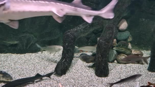 Группа рыб плавает в аквариуме. Рыба в воде. Школа обитателей океанариума. — стоковое видео
