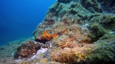 Atlantik Okyanusu 'ndaki volkanik kaynağın dibinde su altı örümceği..