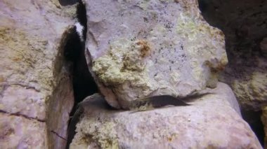 Atlantik Okyanusu 'nda yabancı, yabancı, bilinmeyen bir balık..