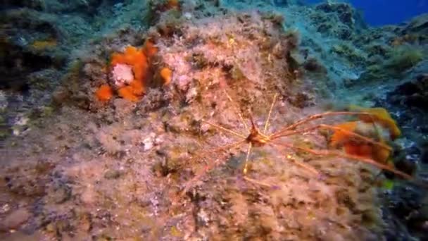 Araña marina se arrastra bajo el agua en el fondo de origen volcánico en el océano Atlántico. — Vídeo de stock