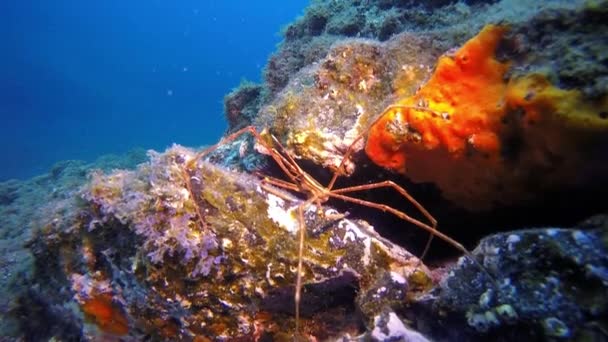 Ragno marino sott'acqua sul fondo nell'oceano Atlantico. — Video Stock