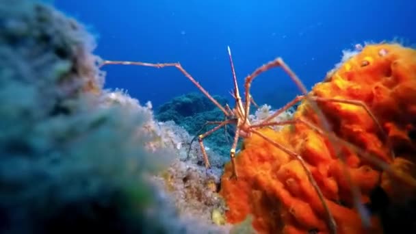 매크로 비디오: 해저에 사는 바다 거미에 대한 영상, 대서양의 화산 발원지의 바닥에서 찍은 영상. — 비디오