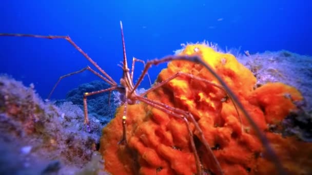 Macro video about sea spider underwater on bottom of volcanic origin in Atlantic Ocean. — стокове відео