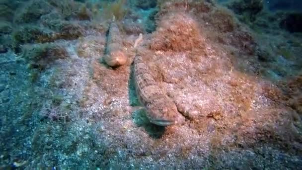 Серые рыбы под водой на фоне песчаного дна вулканического происхождения в Атлантическом океане. — стоковое видео