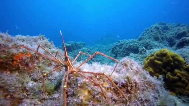 Ragno marino sottomarino sul fondo di origine vulcanica nell'oceano Atlantico. — Video Stock