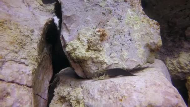 Странные незнакомые неизвестные рыбы под водой в Атлантическом океане. — стоковое видео