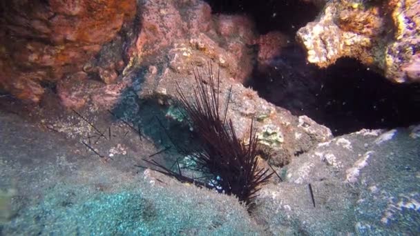 Erizo de mar murió bajo el agua en el océano Atlántico. — Vídeo de stock