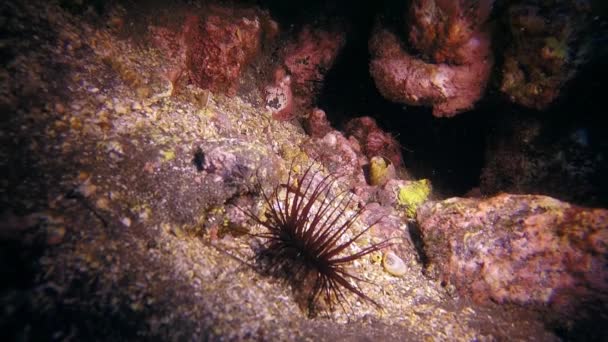 Habitantes marinhos no fundo do mar das Ilhas Canárias de La Palma no oceano Atlântico. — Vídeo de Stock