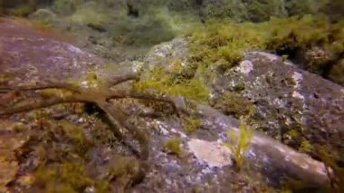 Deniz yıldızı, Atlantik Okyanusu 'nun dibinde suyun altında sürünür..