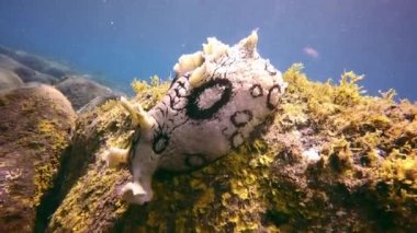 Atlantik Okyanusu 'nda volkanik kökenli su altında kabuklu deniz sümüklüböceği..