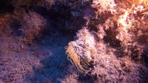 Anémone sous-marine sur fond sablonneux d'origine volcanique dans l'océan Atlantique. — Video