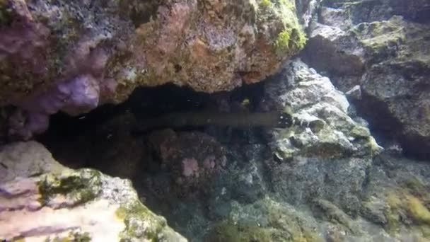 Macro vídeo flauta de peixe subaquático no oceano Atlântico. — Vídeo de Stock