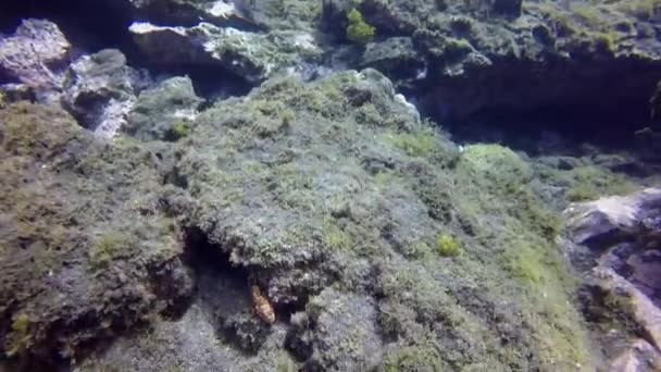 Peces abigarrados bajo el agua en el fondo arenoso de origen volcánico en el océano Atlántico. — Vídeo de stock