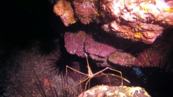 Riccio di mare e ragno marino sott'acqua nell'oceano Atlantico. — Video Stock