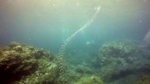 Vidro submarino cobra transparente no oceano Atlântico. — Vídeo de Stock