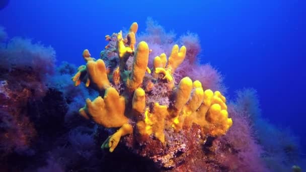 Makró videó a víz alatti szivacsról vulkanikus eredetű tengerfenéken az Atlanti-óceánon. — Stock videók