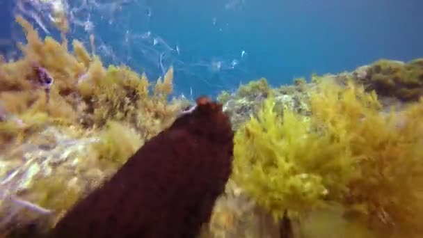 Ongelooflijke zeldzame beelden over zeekomkommer verdrijven sperma in Atlantische Oceaan. — Stockvideo