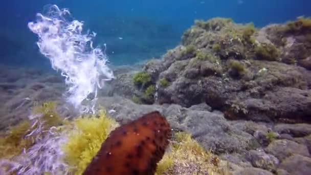 Pepino do mar dissipar esperma no oceano Atlântico. — Vídeo de Stock