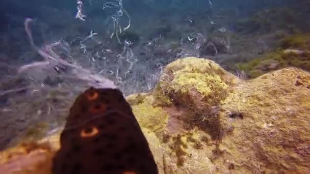 Vidéo sous-marine sur le concombre de mer dissiper le sperme dans l'océan Atlantique. — Video