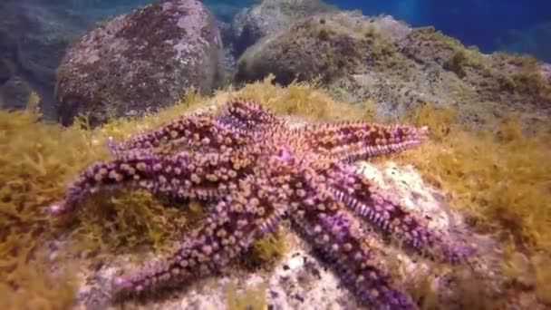 Estrella de mar estrella de mar bajo el agua en el fondo del océano Atlántico. — Vídeos de Stock