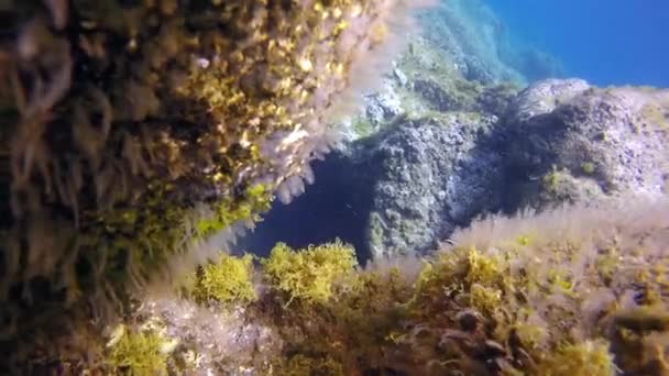 Zeebodem van vulkanische oorsprong in de Atlantische Oceaan. — Stockvideo