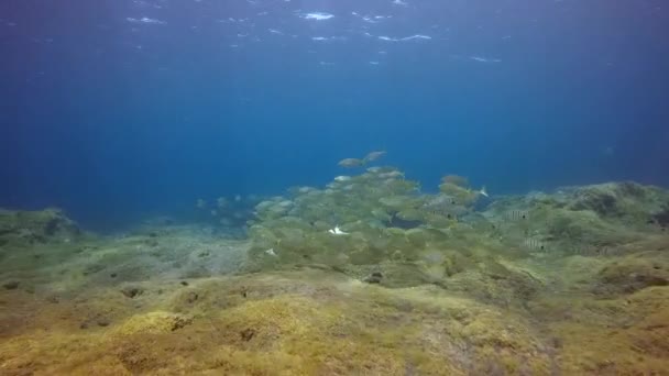 Escola de peixes cinzentos submarinos no fundo do mar de origem vulcânica das ilhas Canárias de La Palma, no oceano Atlântico. — Vídeo de Stock