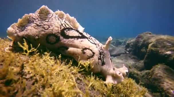 Schelpdieren onder water op de bodem van vulkanische oorsprong in de Atlantische Oceaan. — Stockvideo