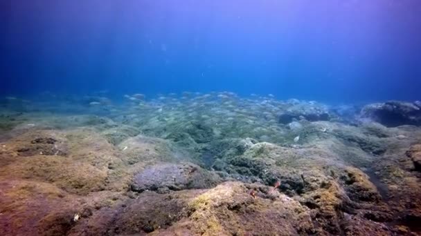 Escuela de peces grises bajo el agua en los fondos marinos de origen volcánico de La Palma Islas Canarias en el océano Atlántico. — Vídeo de stock