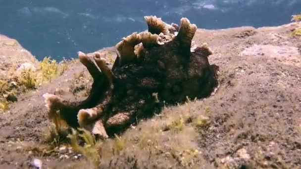 Mariscos negros babosa marina bajo el agua en el fondo de origen volcánico en el océano Atlántico. — Vídeos de Stock