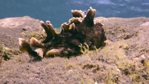 Babosa del mar Negro bajo el agua en el fondo de origen volcánico en el océano Atlántico. — Vídeos de Stock