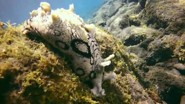 Schelpdierzeeslak onderwater op de bodem van vulkanische oorsprong in de Atlantische Oceaan. — Stockvideo