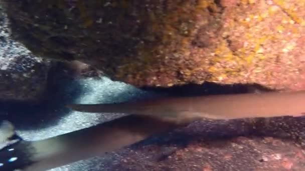 Fischflöte unter Wasser auf dem Meeresboden von La Palma Kanarische Inseln im Atlantik. — Stockvideo