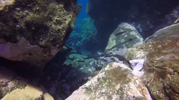 대서양 해저에서 식하는 물고기 피리. — 비디오