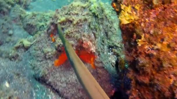 Flauto di pesce sott'acqua nell'oceano Atlantico. — Video Stock