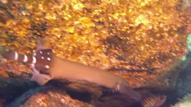 Flauto di pesce incredibile sott'acqua nell'oceano Atlantico. — Video Stock